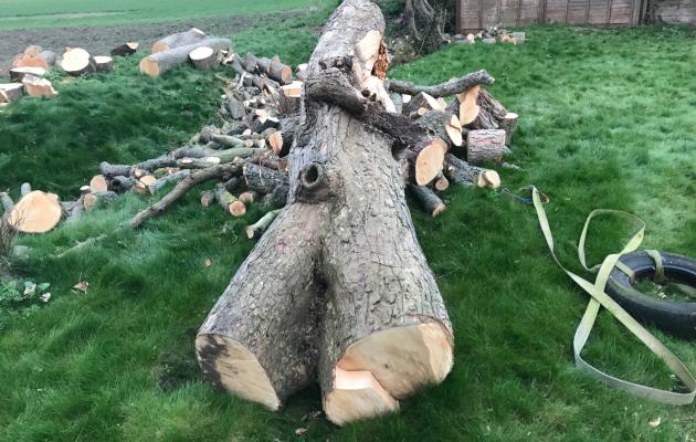 Preparing a tree for milling