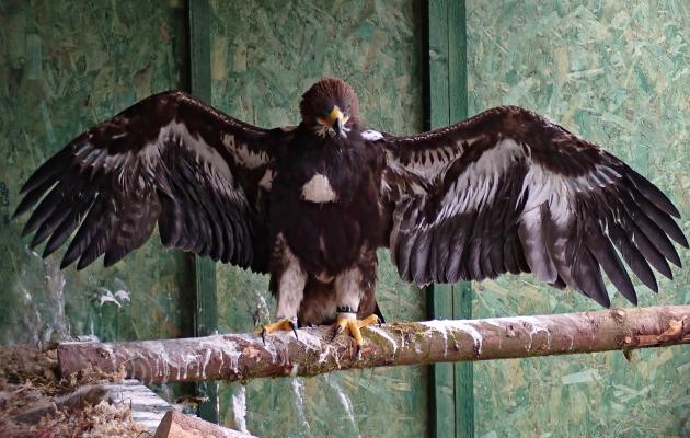 Tarras the Golden Eagle