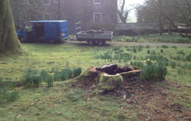 collecting a felled tree