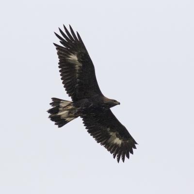 Emily in flight -photo by eagle officer John Wright